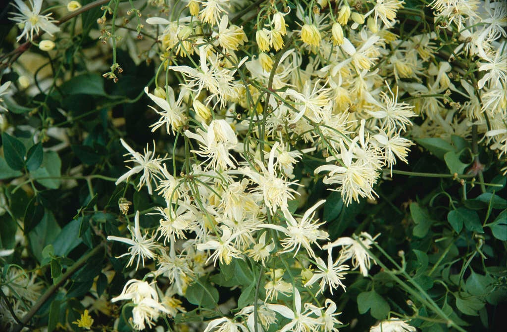 Clematis flammula