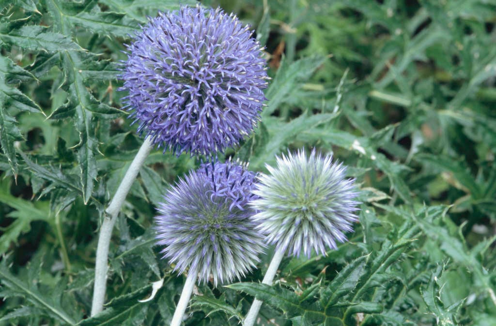 Echinops ritro subsp. ruthenicus
