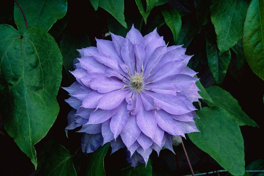 Clematis 'Countess of Lovelace' (EL)