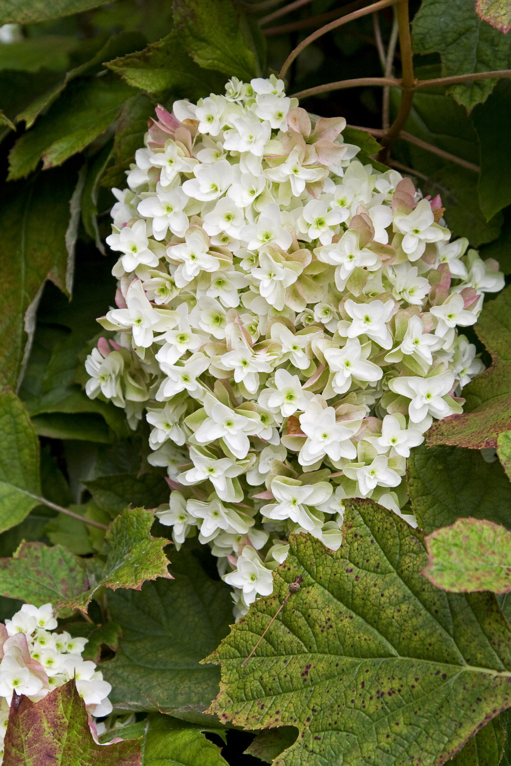 Image of Hydrangea colorant white hydrangea