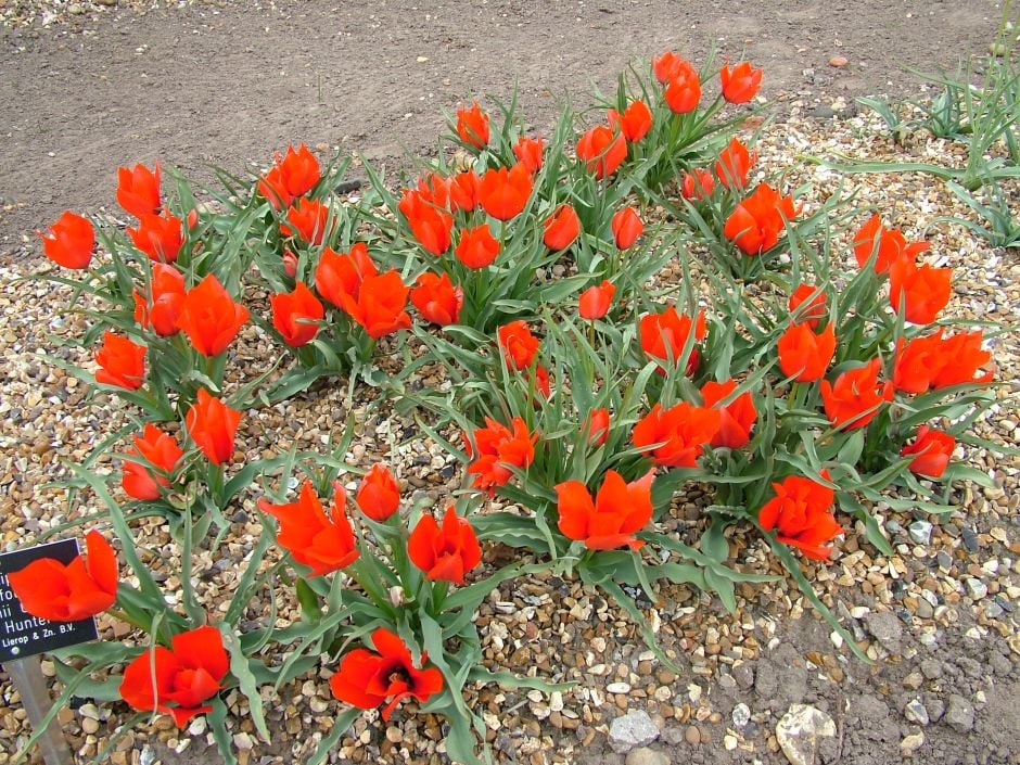 Tulipa linifolia (Batalinii Group) 'Red Hunter' (15)