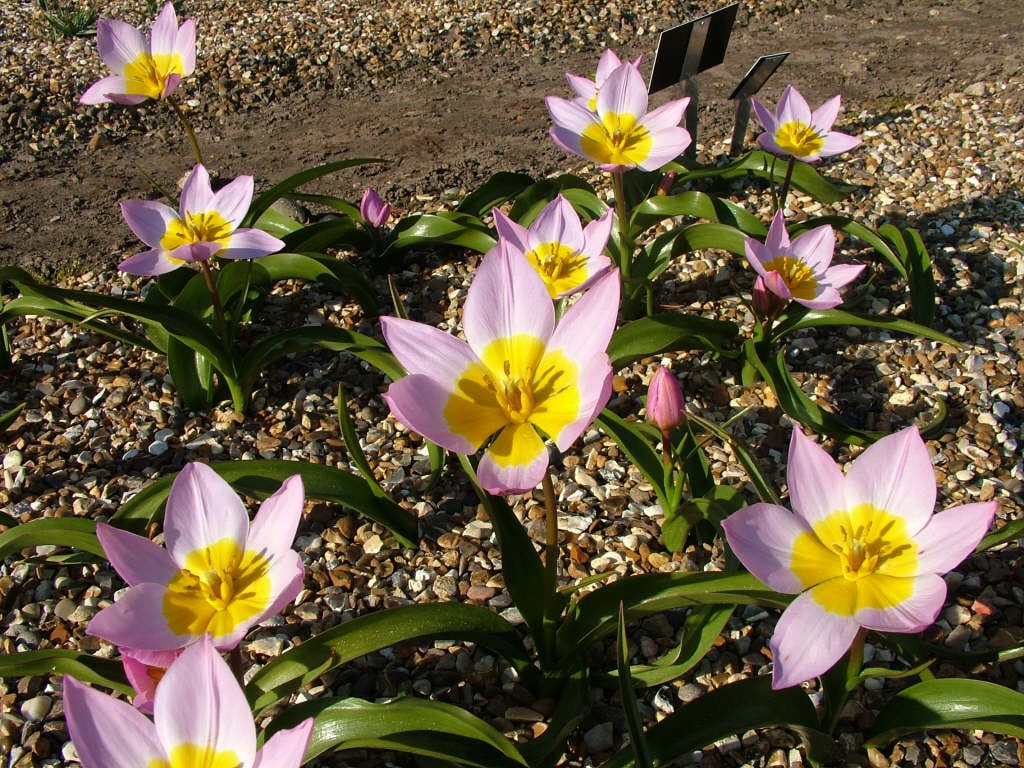 Tulipa saxatilis (Bakeri Group) 'Lilac Wonder' (15)