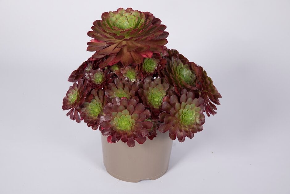 × <em>Semponium</em> 'Sienna'