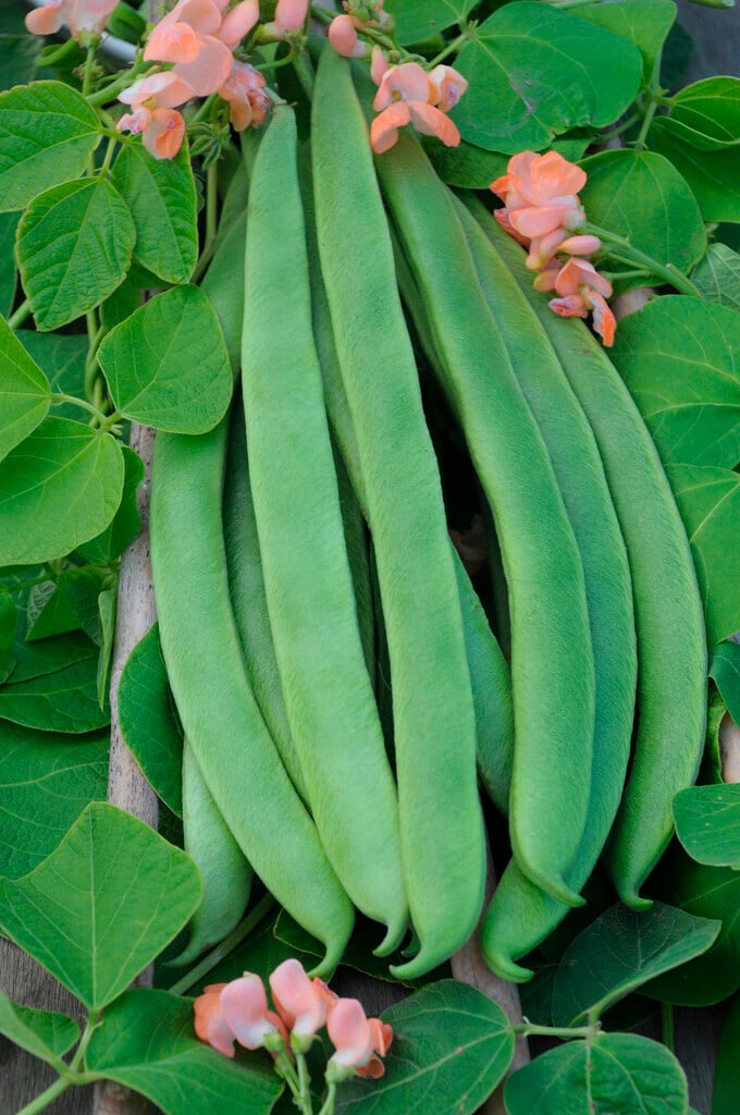 pea 'Celebration'