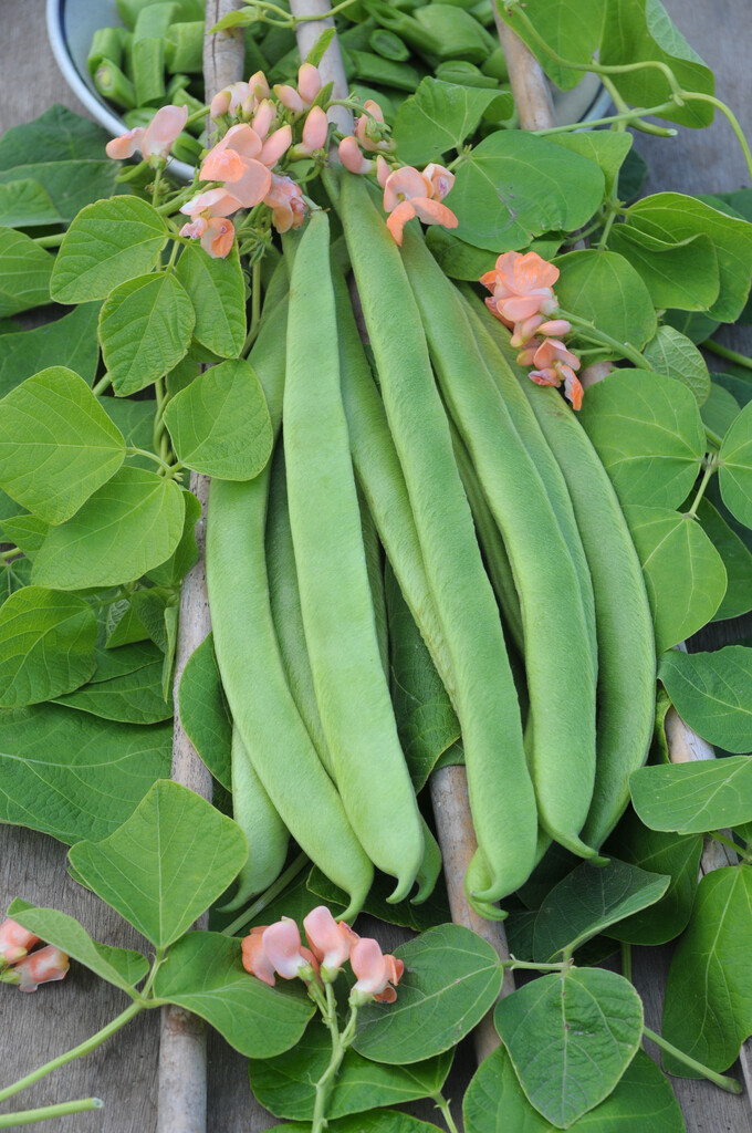pea 'Celebration'
