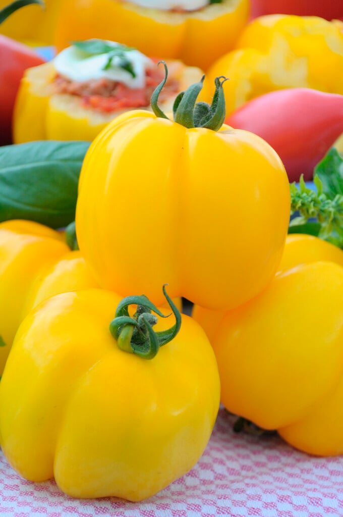 tomato 'Yellow Stuffer'