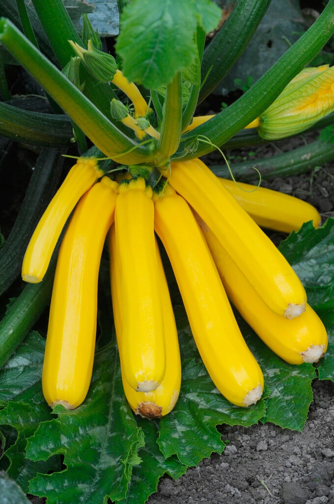 courgette 'Gold Rush' (yellow)