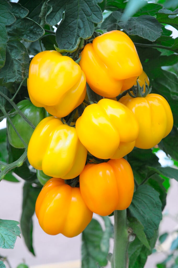 tomato 'Yellow Stuffer'