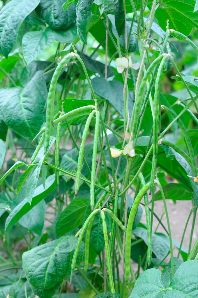 asparagus bean