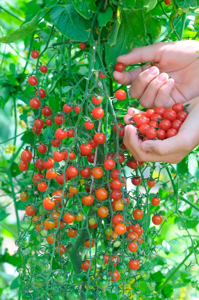 tomato (cherry) 'Red Pearl'