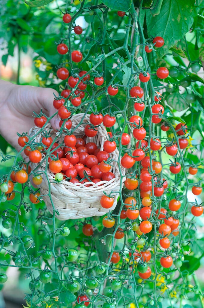 tomato (cherry) 'Red Pearl'