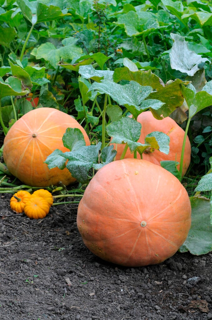 Cucurbita maxima &Atlantic Giant& | pumpkin &Atlantic Giant& Annual ...