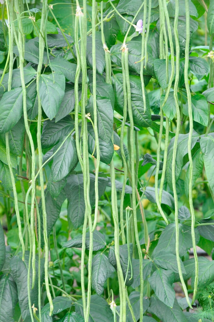 cowpea