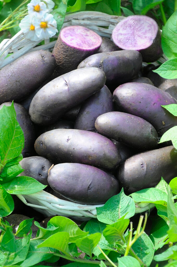 potato 'Fleur Bleue'