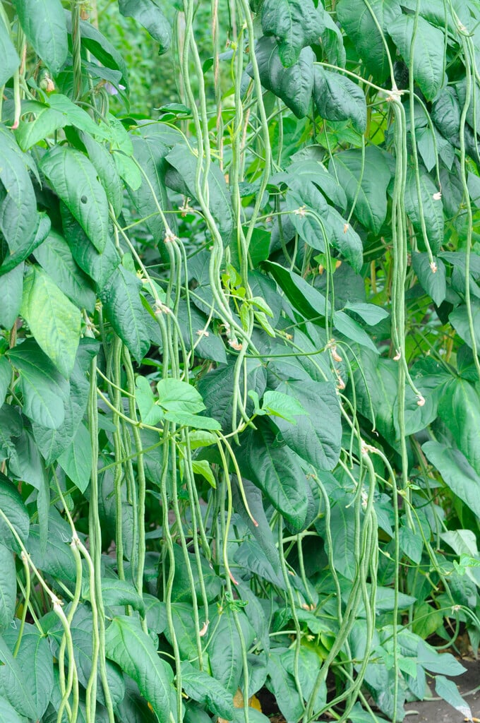cowpea