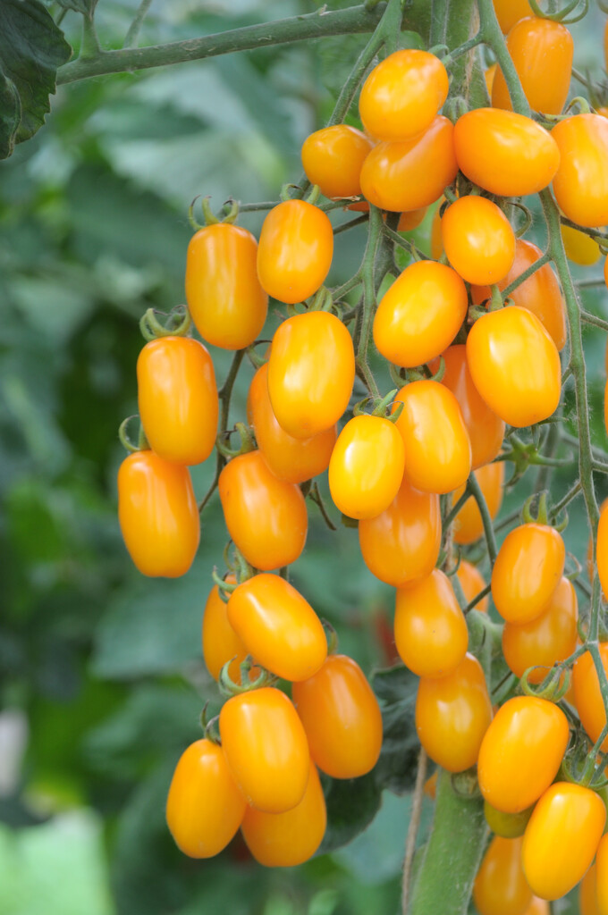 Solanum Lycopersicum Golden Sweet Tomato cherry Golden Sweet 